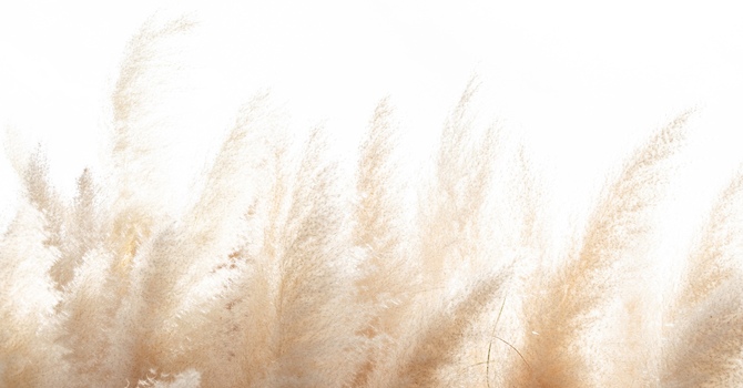 Virtual Nursing Consultation